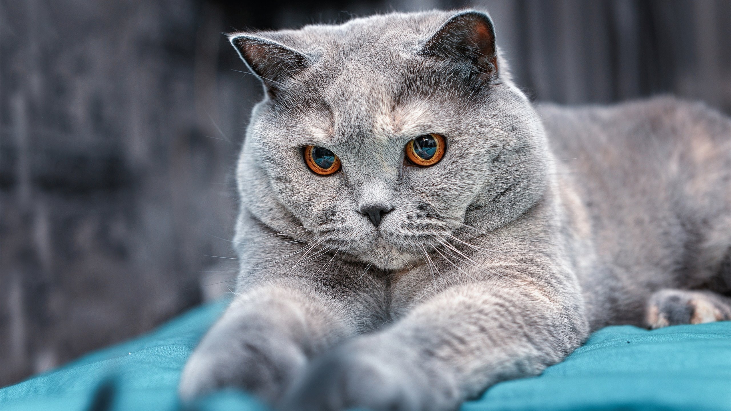 爱游戏体育官方入口-VR全景观赛：沉浸式全景体验引领体验革命，vr全景课程